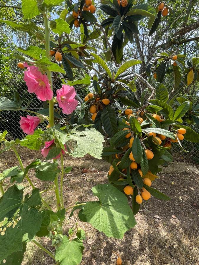 Ardenya Casa Rural Con Jardin,A 8Km Playa Y En La Naturaleza Taronja&Canyella מראה חיצוני תמונה
